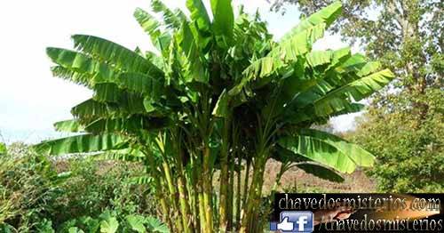 ==O fungo chamado Fusarium oxysporum, que danifica as raízes da planta, é responsável por essa praga. Conforme relatado pelo jornal The Daily Mail , até agora se espalhou para a África