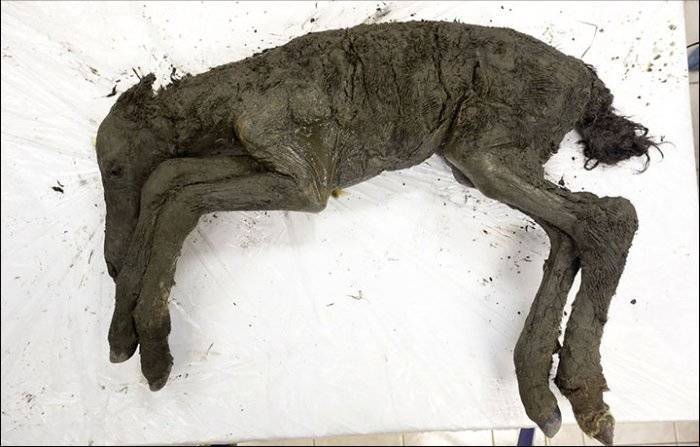 Um cavalo de 3 meses perfeitamente preservado