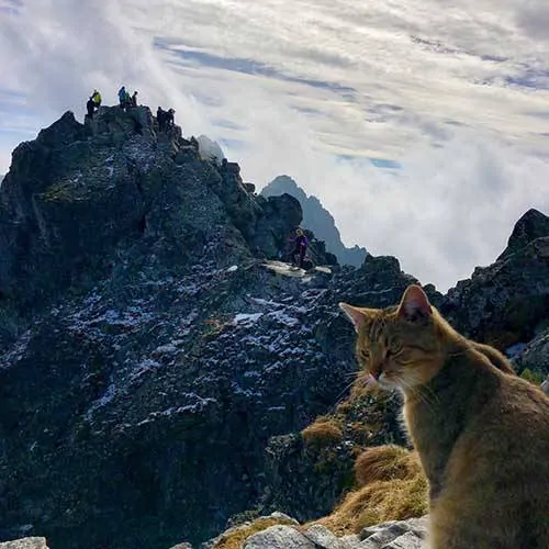 Alpinista atinge o topo do pico mais alto da Polônia e encontra um gato sentado confortavelmente