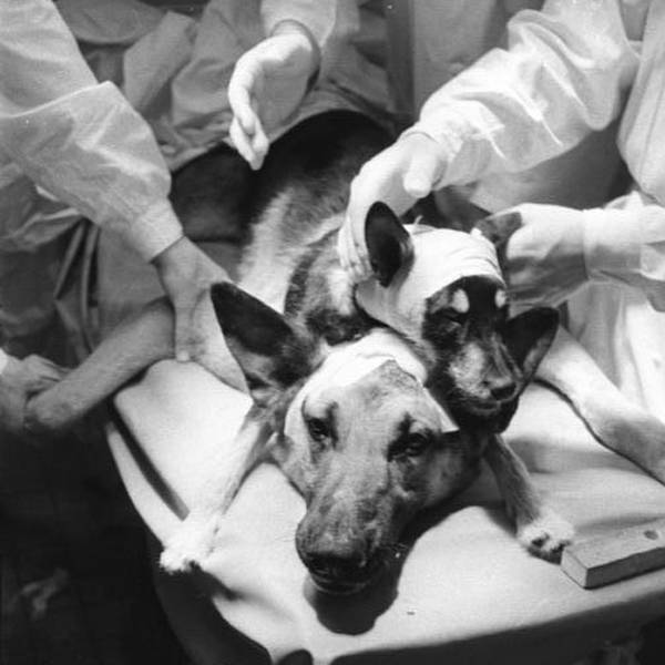 Os experimentos secretos foram parte do projeto de controle mental MK Ultra