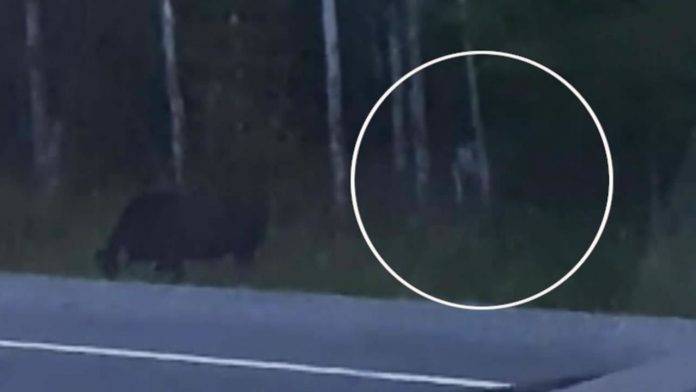 Uma misteriosa criatura humanoide foi filmada