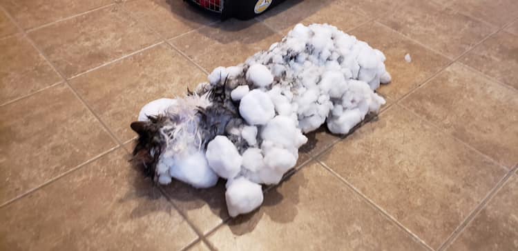 Uma gata foi encontrada, no Estado de Montana, nos EUA, coberta de neve e com o pelo congelado