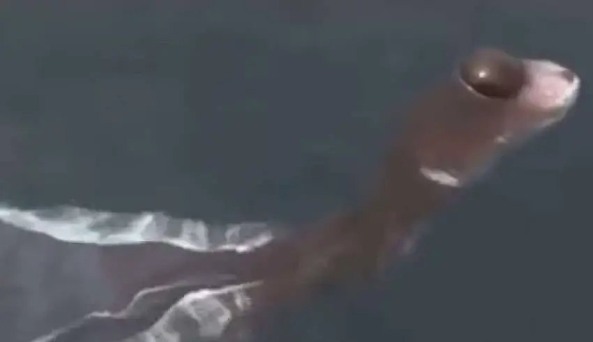 A PRESENÇA MISTERIOSA DE UMA ESTRANHA CRIATURA AQUÁTICA NA TAILÂNDIA
