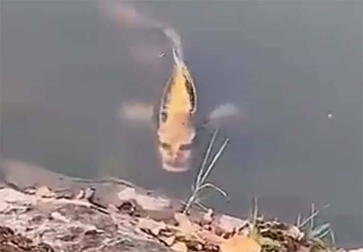 carpa com rosto humano - Eles gravam uma carpa com rosto humano em um lago na China