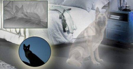Nossos animais falecidos podem nos visitar?