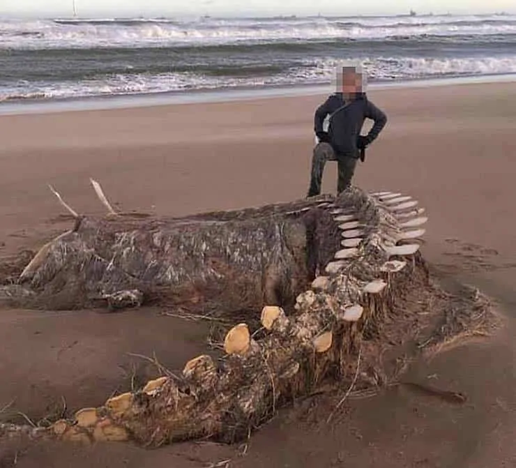 Um enorme e misterioso esqueleto aparece após uma tempestade em uma praia escocesa