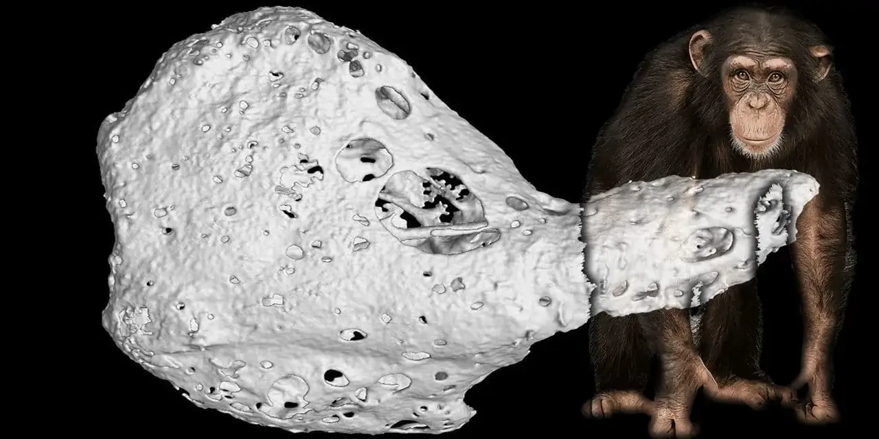 Um misterioso 'osso' é descoberto dentro dos corações de alguns chimpanzés...