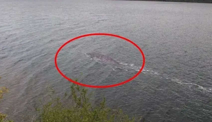Um turista obtém as melhores evidências do monstro do Lago Ness na história.