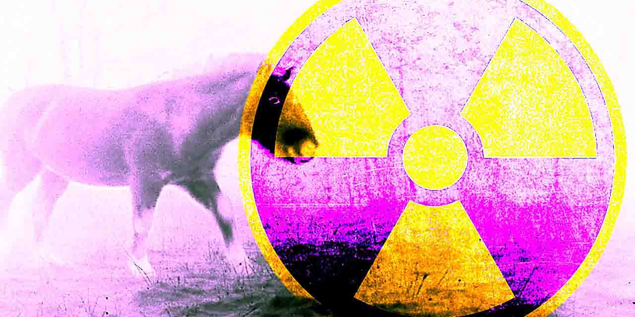 O enigma misterioso dos cavalos radioativos de chernobyl