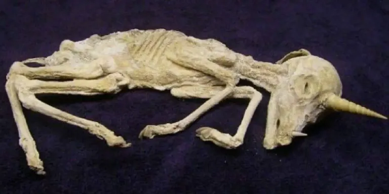 Um estudo revelou um fóssil de unicórnio siberiano de mais de 40.000 anos