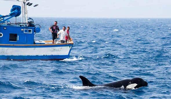 As orcas estão atacando barcos na Espanha e tubarões brancos, o que está acontecendo