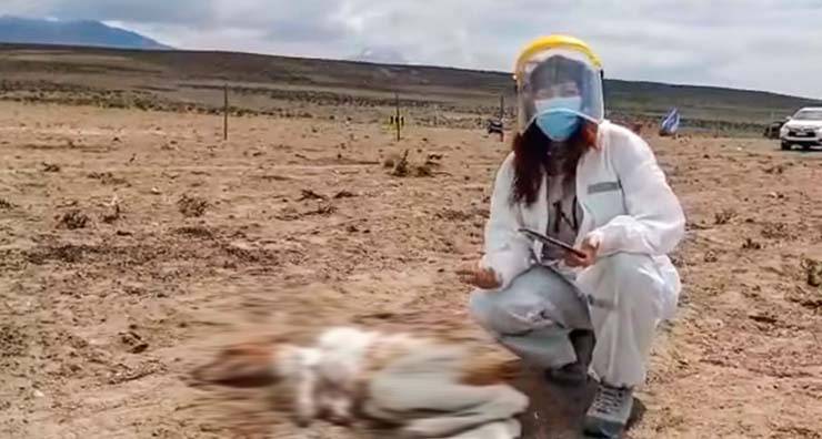Uma misteriosa criatura já drenou o sangue de mais de 50 animais no Chile