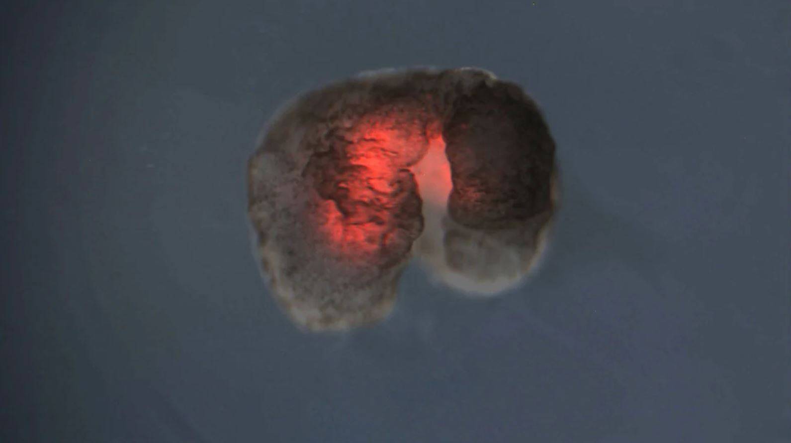 Os cientistas constroem uma célula artificial que cresce e se replica como uma natural.