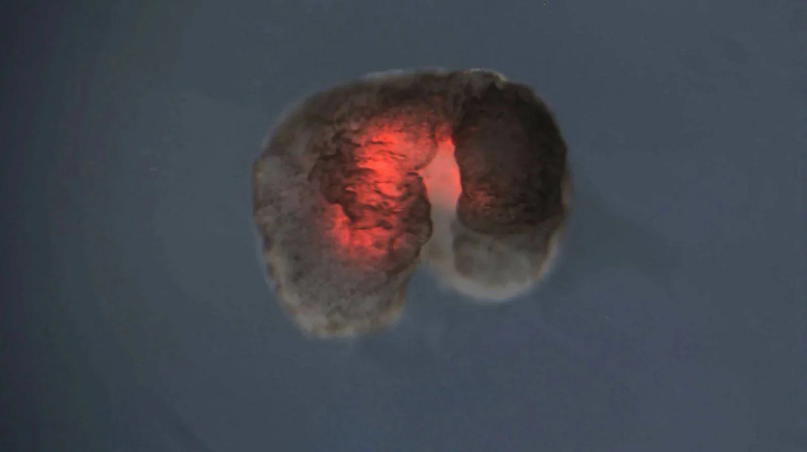 Os cientistas constroem uma célula artificial que cresce e se replica como uma natural.