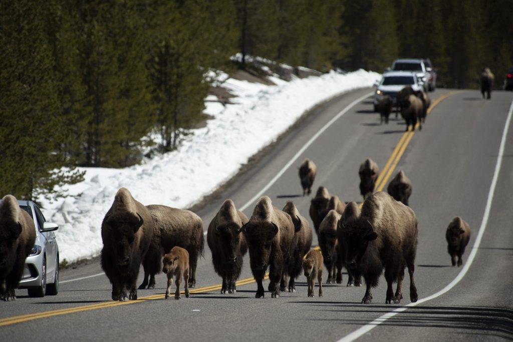 Rebanho de búfalos de Yellowstone.