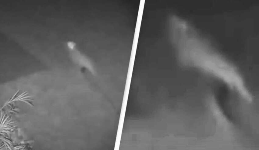 Câmera de segurança registra um velociraptor bebê em uma casa na Flórida?