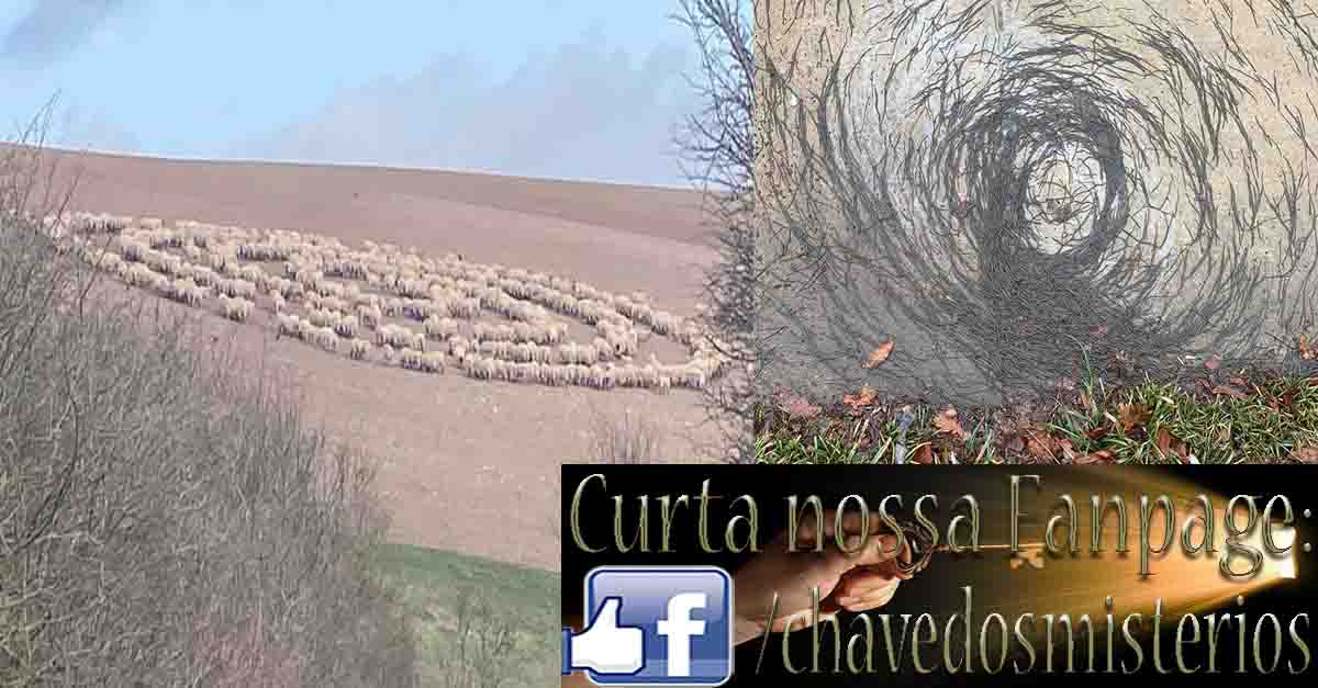 Ovelhas fazem estranhas figuras no campo