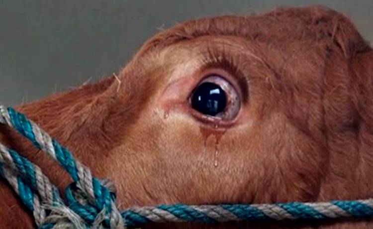 Emma, a vaca que chorou ao pressentir que seria abatida.