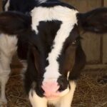 Bezerro com um número 7 em sua cabeça: Batizado de “Baby Ben”.