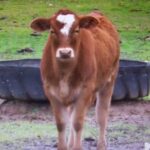 Outro bezerro com um número 7 em sua cabeça nascido no Texas no mesmo dia
