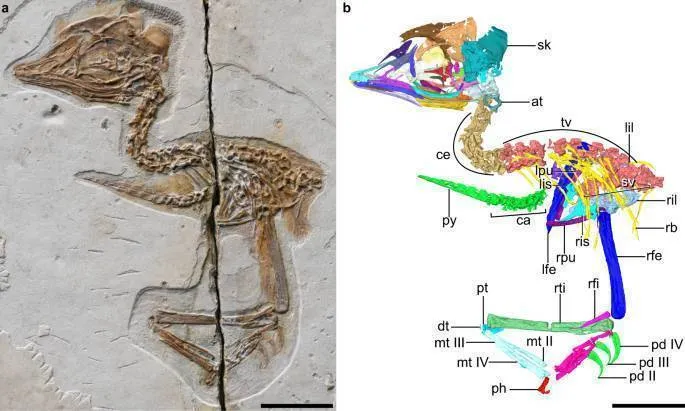 Encontram um fóssil de um pássaro pré-histórico semelhante a um pequeno dragão