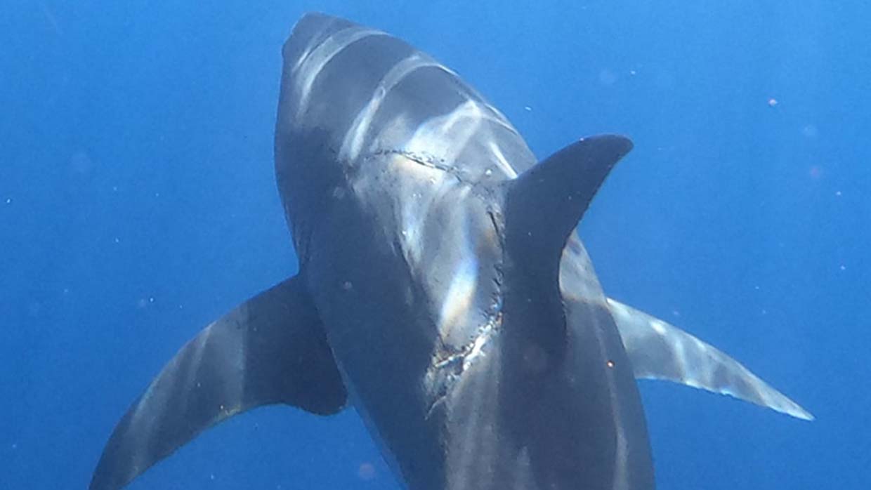 Eles fotografam um grande tubarão branco com uma enorme mordida semelhante à de um megalodonte