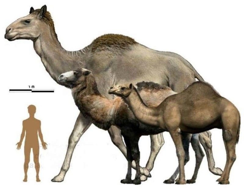 Comparação entre o camelo gigante e o camelo atual