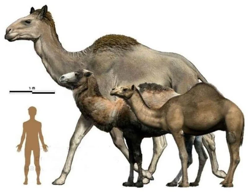 Comparação entre o camelo gigante e o camelo atual