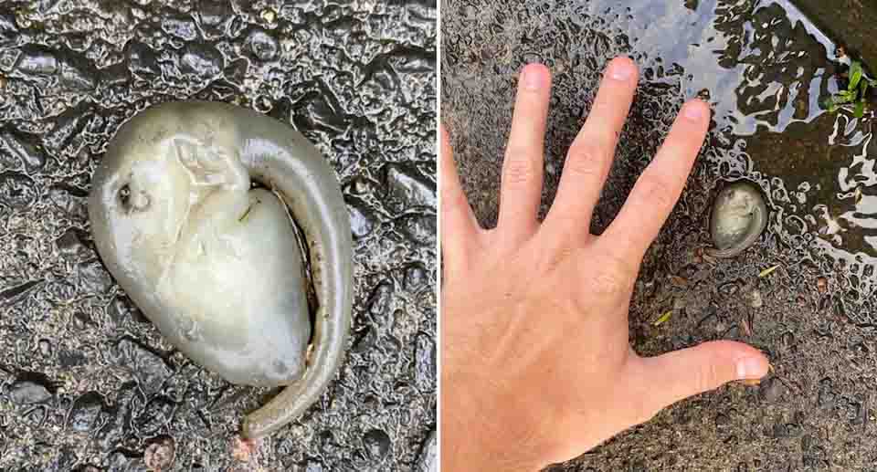 Um corredor encontra uma estranha criatura alienígena na Austrália