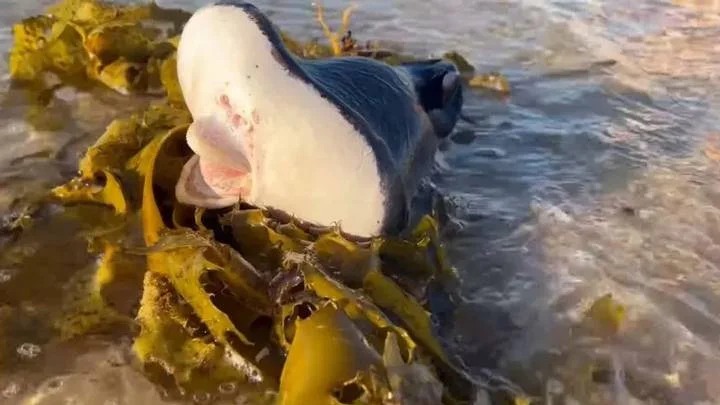 Misteriosa criatura das profundezas aparece em praia e deixa moradores perplexos