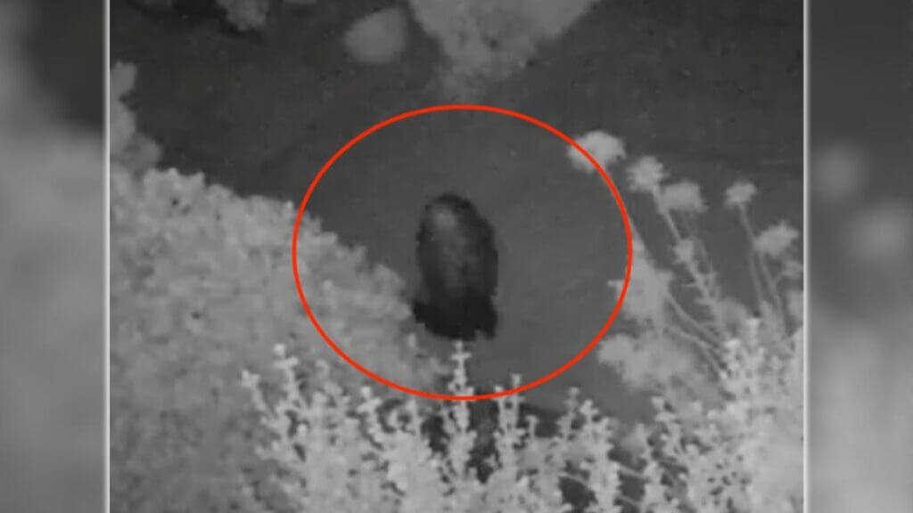 Câmera de segurança grava uma criatura misteriosa em frente a uma casa na Califórnia
