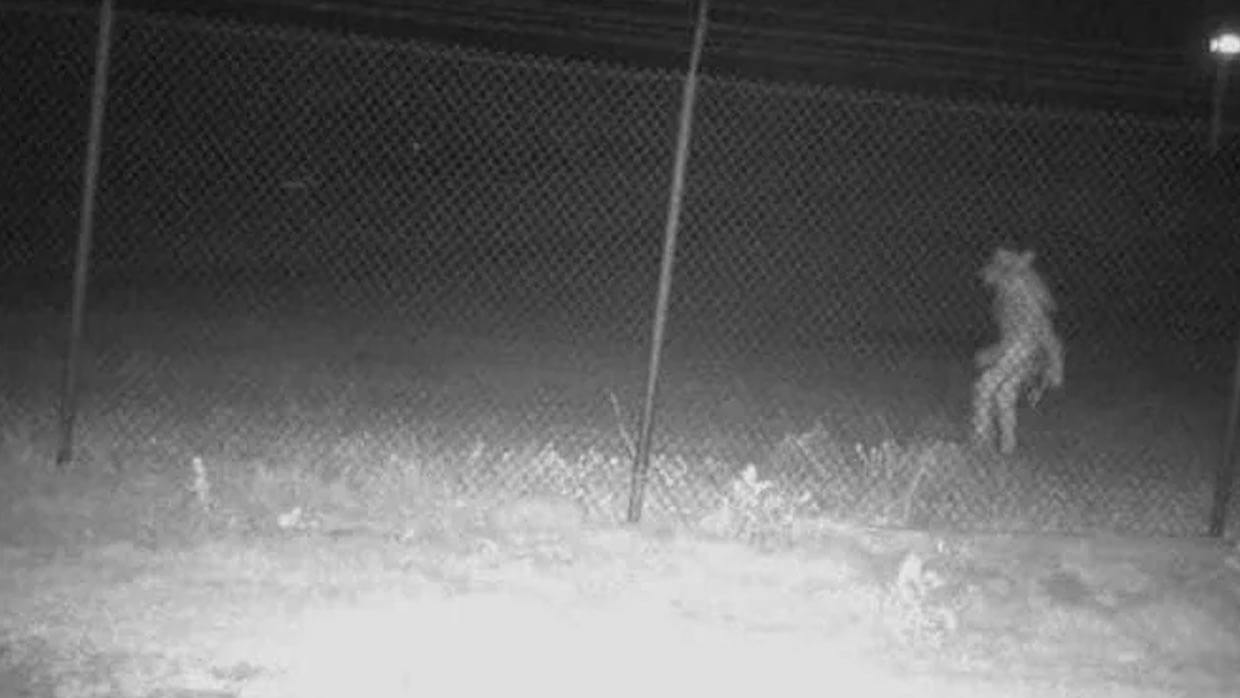 fotografam um lobisomem perto de um zoológico no Texas