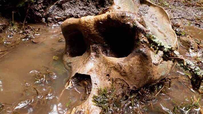 Famoso naturalista anuncia a descoberta do crânio de um verdadeiro Bigfoot.