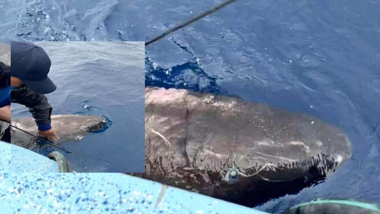 Tubarão “cego” de 400 anos que vive no Ártico aparece nas águas do Caribe