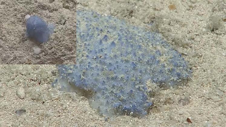Blue Goo no fundo do oceano e confunde cientistas