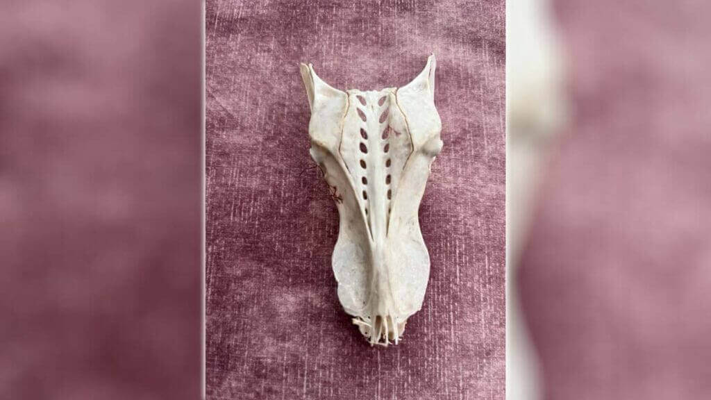 Crânio de dragão é encontrado em praia britânica.