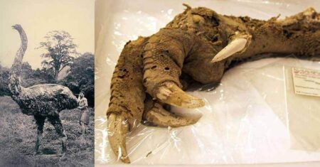 A misteriosa descoberta de uma garra gigante com 3.300 anos feita na nova Zelândia