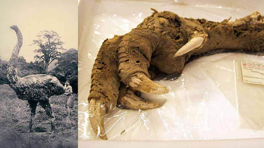 Surpreendente garra gigante.