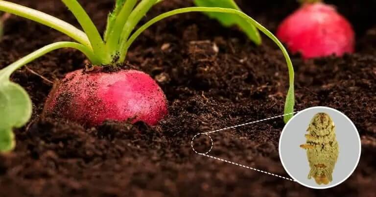 O microrganismo Metarhizium anisopliae está entre os fungos mais estudados nos programas de controle biológico de pragas agrícolas e promoção do crescimento das plantas