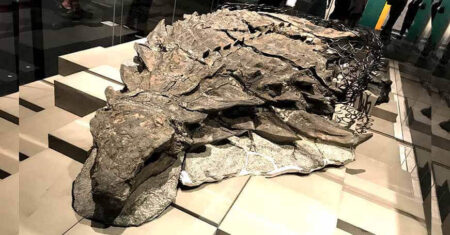 Cientistas encontram “rosto” completo de dinossauro e com pele fossilizada
