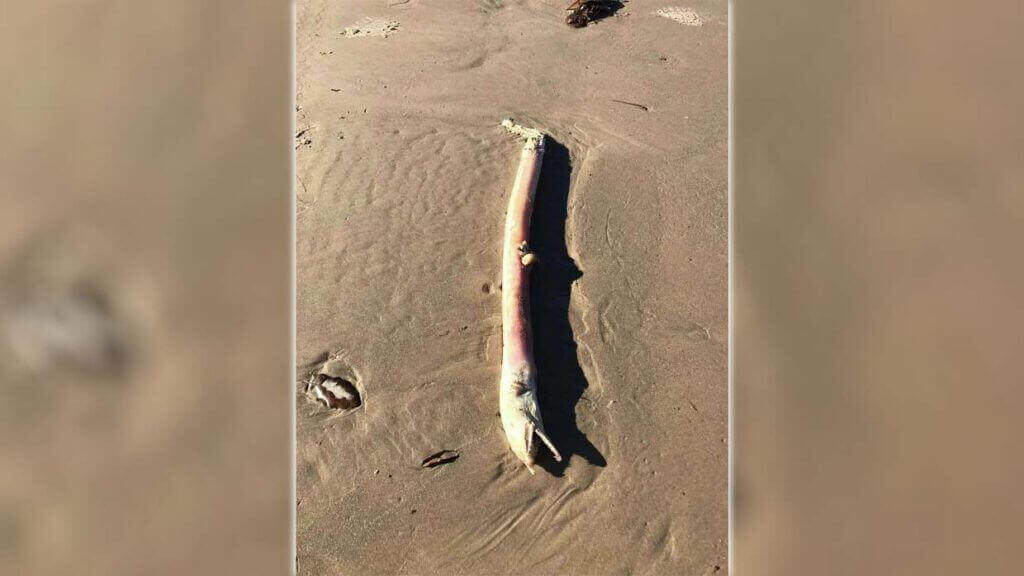 Criatura alienígena encontrada em uma praia do Texas