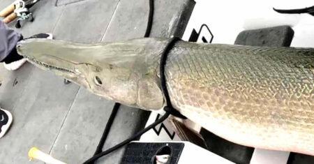 Peixe pré-histórico gigante é capturado no Alabama EUA
