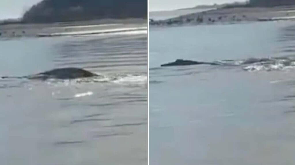 Uma criatura misteriosa nadando na costa da Carolina do Norte, e ninguém sabe o que é.