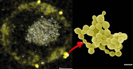 A incrível bactéria que “come” metais pesados ​​e expele ouro