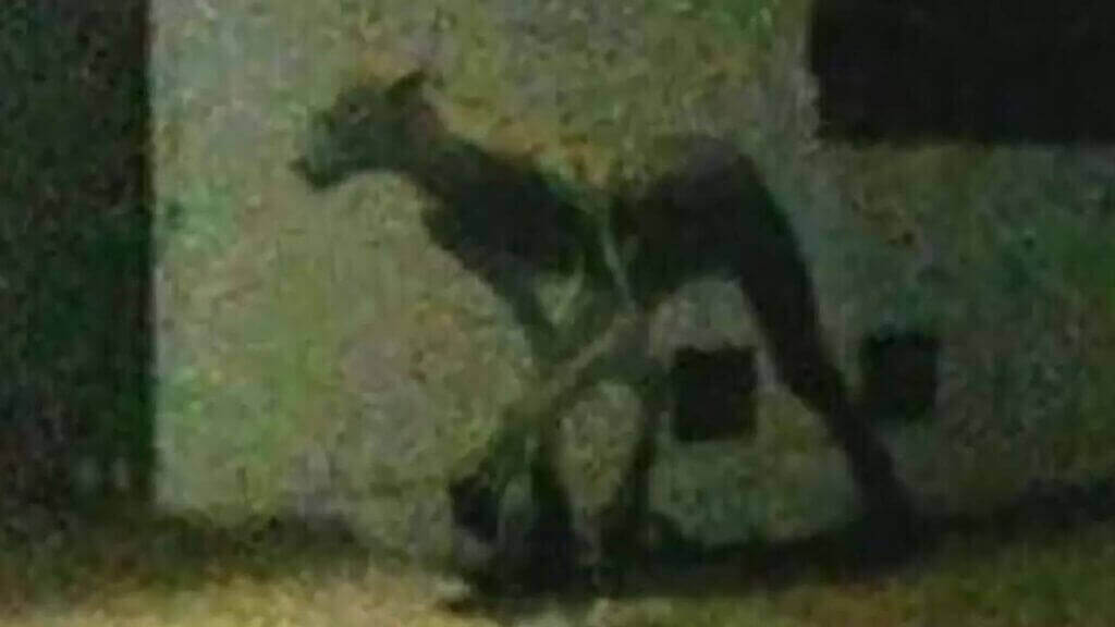 Suposta foto da misteriosa criatura.