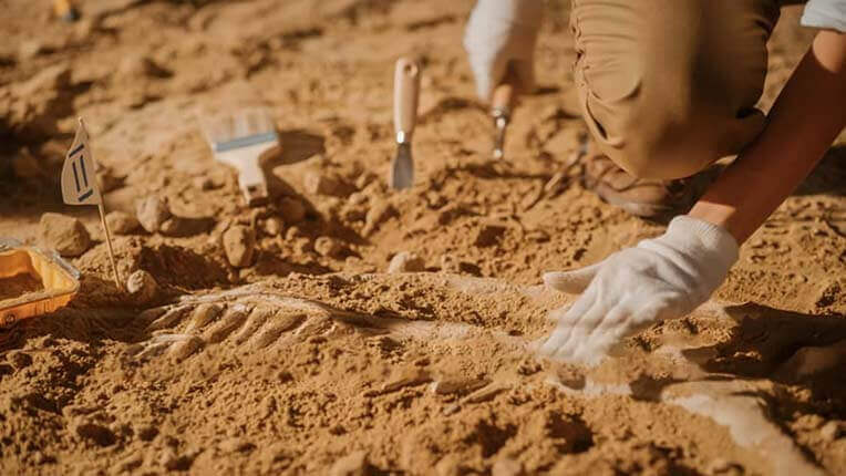 Encontram o fóssil de uma criatura desconhecida que viveu há milhões de anos
