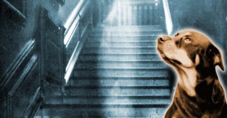 Seu cachorro está vendo fantasmas? Os sinais indicadores que você deve saber