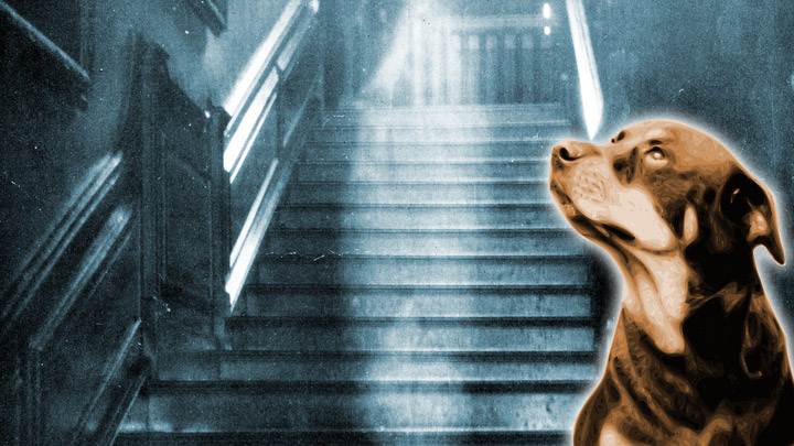 Seu cachorro está vendo fantasmas
