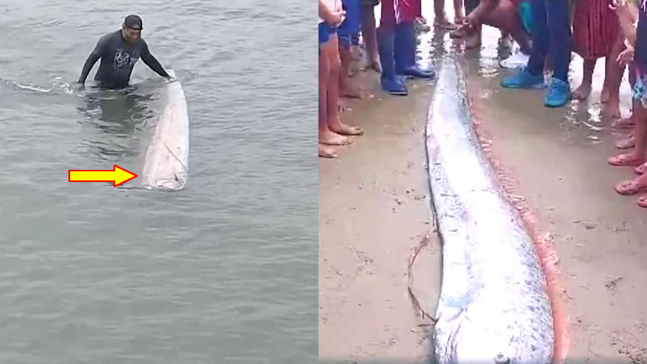 Peixe-remo de 3 metros de comprimento aparece na costa norte do Peru
