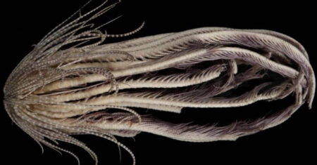 Descoberta uma criatura desconhecida de 20 membros encontrada perto da Antártida
